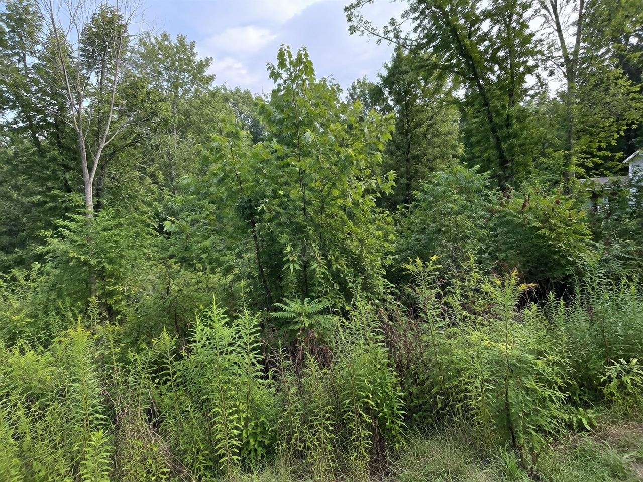 Example of an overgrown property